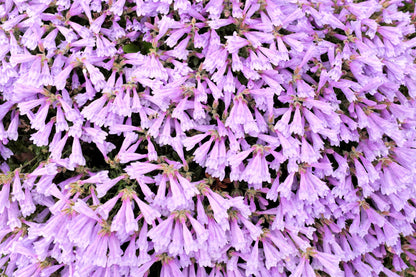 50 ALPINE PENSTEMON Davidsonii Davidson's Beardtongue Purple Flower Seeds
