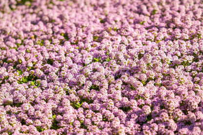 500 Sweet ALYSSUM PASTEL CARPET Mix Lobularia Maritima Flower Seeds