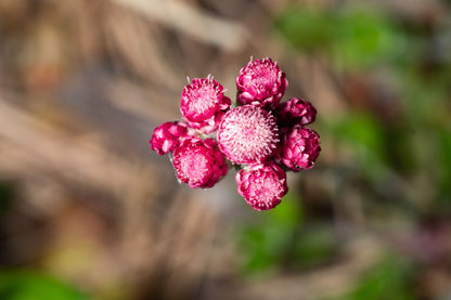 20 RED PUSSYTOES Antennaria Dioica Rubra Everlasting Flower Seeds