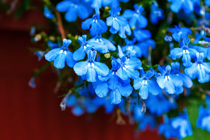 200 SKY BLUE LOBELIA Regatta Lobelia Erinus Flower Seeds