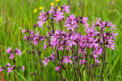 100 RAGGED ROBIN Pink Purplish Lychnis Flos Cuculi Flower Seeds