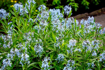 10 SHINING BLUESTAR Ozark or Showy Blue Star Amsonia Illustris Flower Seeds