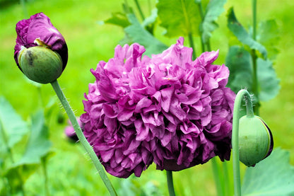 250 Organic PEONY POPPY MIX Papaver Paeoniflorum Mixed Colors Red, White, Pink, Black, Purple, Salmon, Bronze, Lilac, & Bicolor Flower Seeds