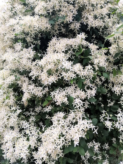 20 SWEET AUTUMN CLEMATIS Paniculata Fragrant White Flower Vine Seeds