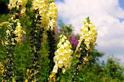 100 YELLOW FOXGLOVE Digitalis Grandiflora Sun or Shade Pollinator aka Large Foxglove or Big-Flowered Foxglove - Flower Seeds