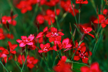 100 RED CARDINAL DIANTHUS Deltoides Flower Seeds