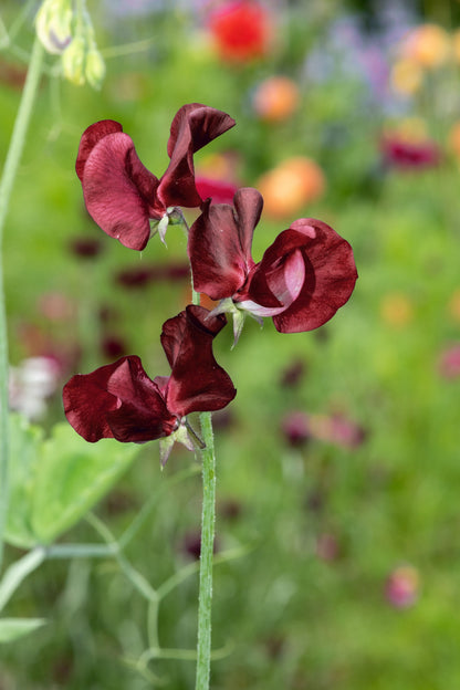 10 BLACK Knight SWEET PEA Lathyrus Odoratus Fragrant Flower Vine Seeds