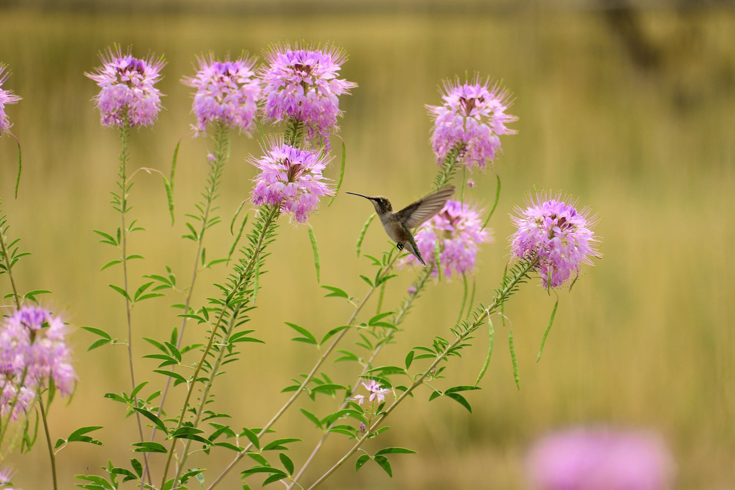 100 Rocky Mountain BEE PLANT Cleome Serrulata Flower Seeds