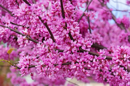 40 GIANT REDBUD TREE Cercis Gigantea Pink Purple Flower Seeds