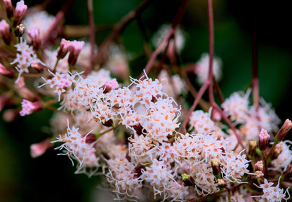 20 NEW JERSEY TEA Hummingbird Flower Ceanothus Americanus White Light Pink Shrub Seeds