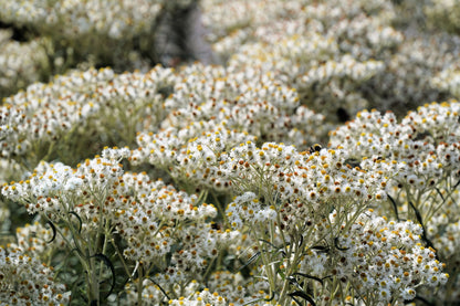 100 PEARLY EVERLASTING Anaphalis Margaritacea Fragrant Butterfly Flower Seeds