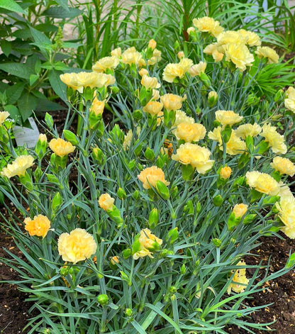 50 YELLOW CARNATION Dianthus Caryophyllus Grenadin Double Flower Seeds