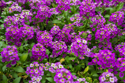 500 Sweet ALYSSUM ROYAL CARPET Lobularia Maritima Violet Blue Flower Seeds