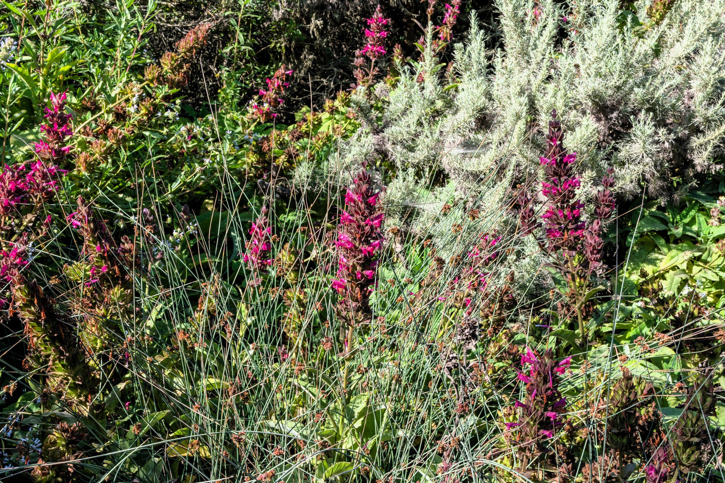 10 Organic California HUMMINGBIRD SAGE Salvia Spathacea Magenta Red Flower Herb Seeds
