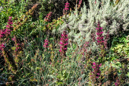 10 Organic California HUMMINGBIRD SAGE Salvia Spathacea Magenta Red Flower Herb Seeds