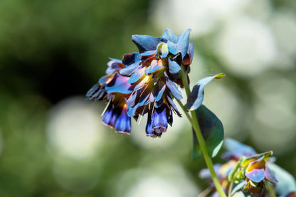 10 BLUE SHRIMP PLANT / Honeywort Cerinthe Major Flower Seeds