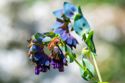 10 BLUE SHRIMP PLANT / Honeywort Cerinthe Major Flower Seeds
