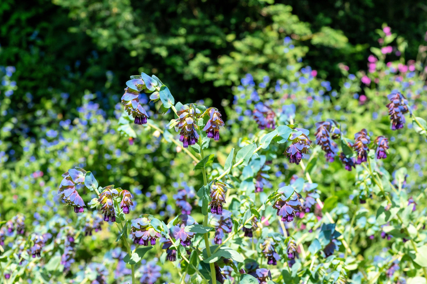 10 BLUE SHRIMP PLANT / Honeywort Cerinthe Major Flower Seeds