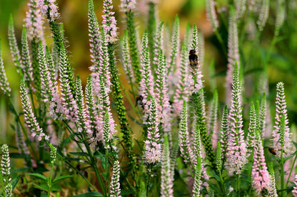 50 Pink VERONICA Longifolia / SPIKE SPEEDWELL Flower Seeds