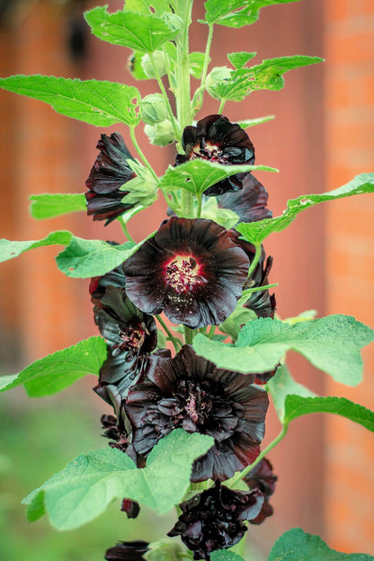 25 BLACK HOLLYHOCK Alcea Rosea Nigra Flower Seeds