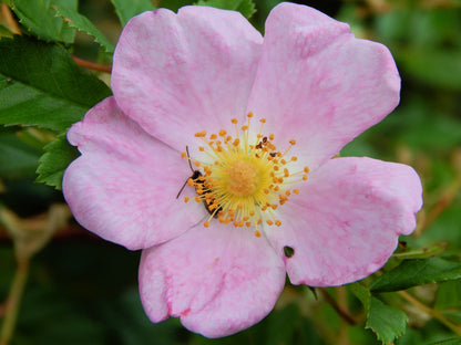 25 PINK SWAMP ROSE Rosa Palustris Flower Shrub Bush ( Average - Wet Soil ) Seeds