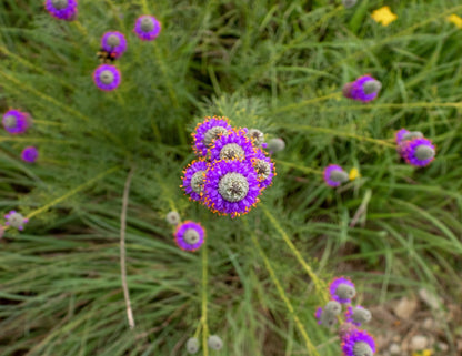 700 PURPLE PRAIRIE CLOVER Dalea Purpurea Flower Seeds