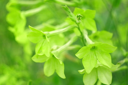 100 LIME GREEN NICOTIANA Alata Flowering Tobacco Seeds
