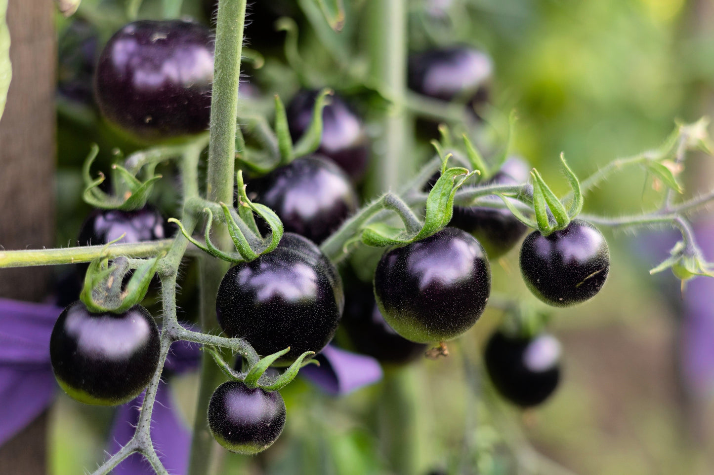 50 PURPLE CHERRY TOMATO Lycopersicon Indeterminate Fruit Vegetable Seeds