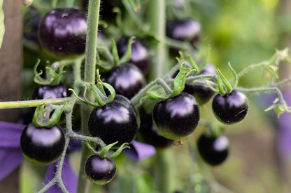 50 PURPLE CHERRY TOMATO Lycopersicon Indeterminate Fruit Vegetable Seeds