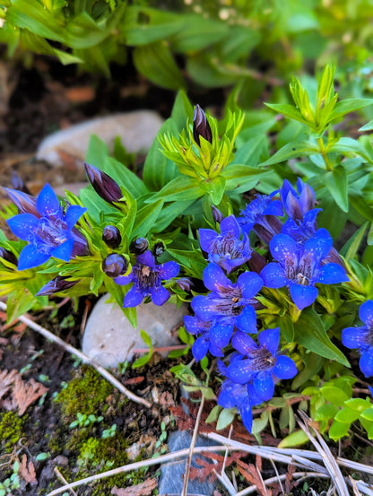 30 Dark Blue NIKITA GENTIAN Gentiana Dahurica Siberian Flower Herb Seeds