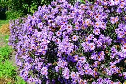 100 PURPLE Smooth Violet PRAIRIE ASTER Aster Tanacetifolia Tahoka Daisy Flower Seeds