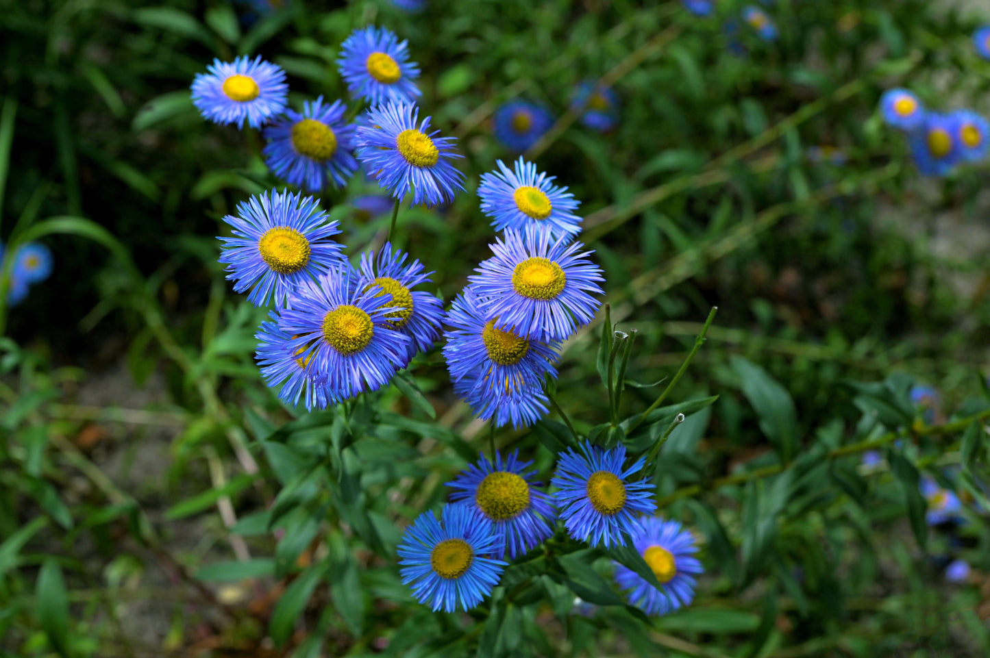 500 BLUE FLEABANE DAISY (Dainty Daisy / Aspen Fleabane / Oregon Fleabane) Erigeron Speciosus Flower Seeds