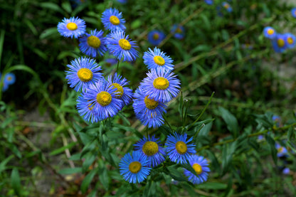 500 BLUE FLEABANE DAISY (Dainty Daisy / Aspen Fleabane / Oregon Fleabane) Erigeron Speciosus Flower Seeds