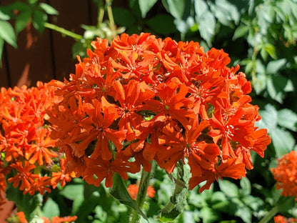 300 MALTESE CROSS Jerusalem Cross Lychnis Campion Chalcedonica Flower Seeds