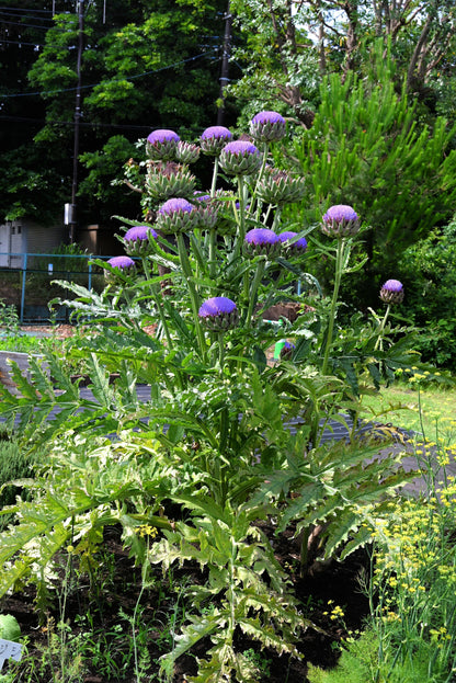 50 PURPLE ROMAGNA ARTICHOKE Italian Cynara Scolymus Flower Vegetable Seeds