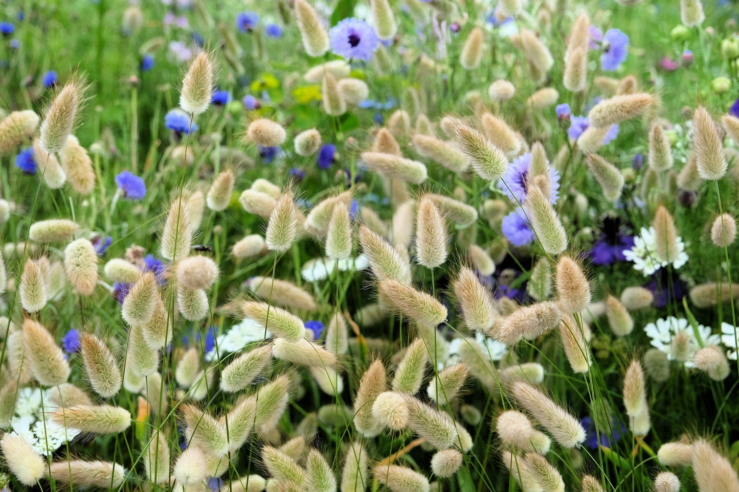 100 BUNNY TAILS GRASS (Hares Tail) Ornamental Lagurus Ovatus Seeds