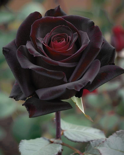 5 BLACK ROSE Rosa Bush Shrub Perennial Flower Seeds