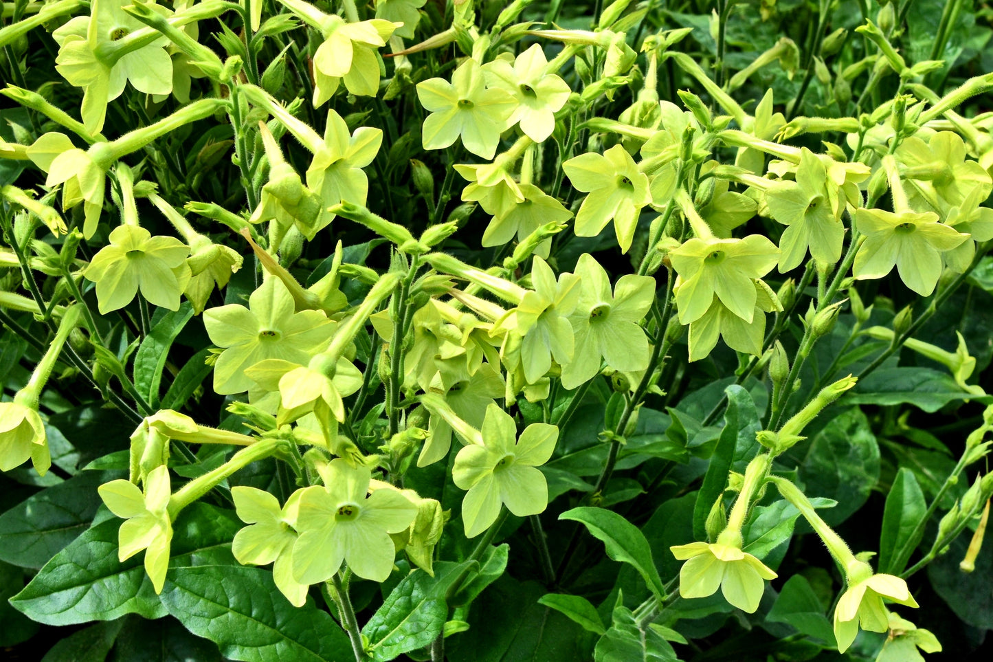 100 Heirloom MIXED COLORS NICOTIANA (Ornamental Flowering Tobacco) Nicotiana Alata Flower Seeds