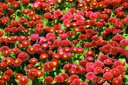 100 RED ENGLISH DAISY Bellis Perennis Double Flower Seeds