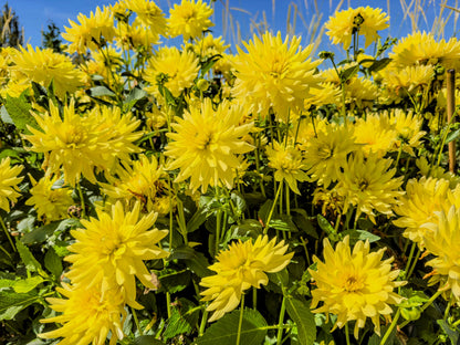 25 CACTUS DOUBLE DAHLIA Mix Variabilis Mixed Colors Hummingbird Flower Seeds