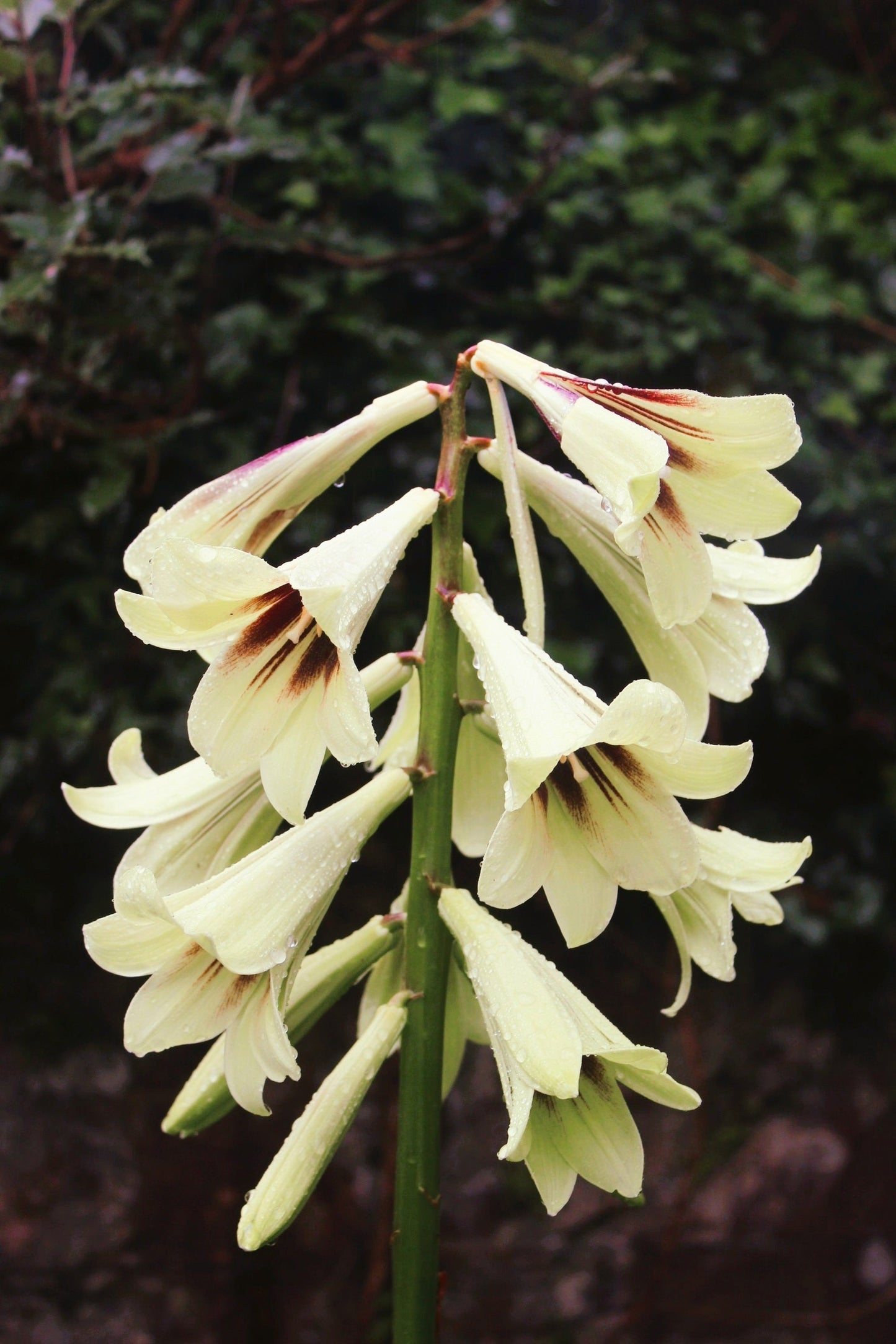 10 Seeds GIANT HIMALAYAN LILY Cardiocrinum Giganteum White & Red Shade Flower