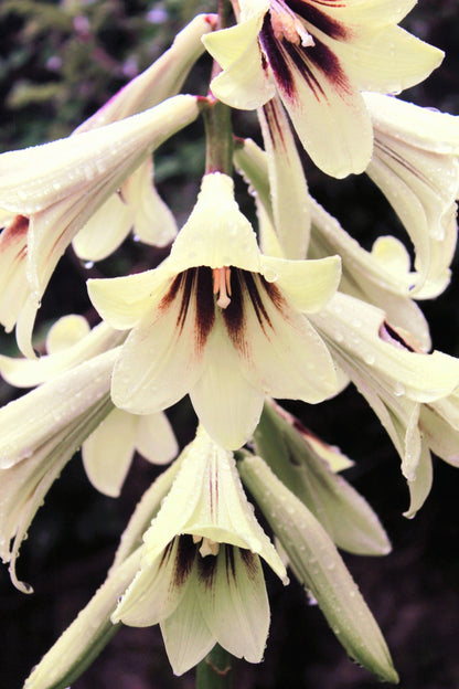 10 Seeds GIANT HIMALAYAN LILY Cardiocrinum Giganteum White & Red Shade Flower