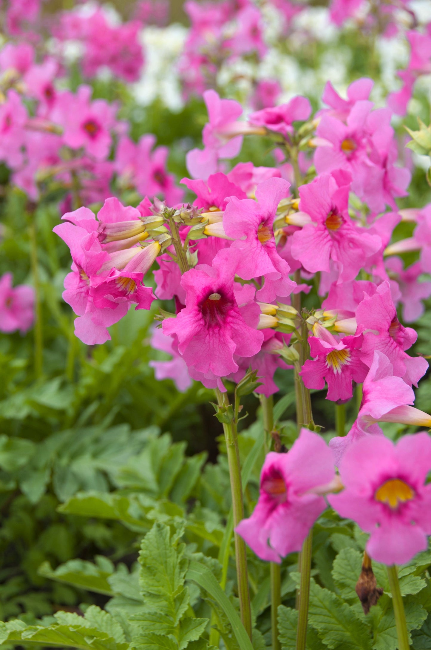 10 Cheron PINK HARDY GLOXINIA Incarvillea Delavayi Flower Seeds