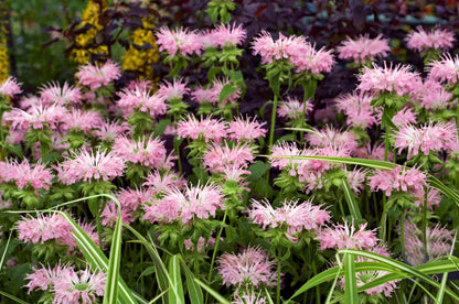 25 BEE BALM MIX Lemon Hummingbird Mint Monarda Didyma Mixed Colors Scarlet, Red, Pink, Purple, Spotted, & Salmon Flower Seeds