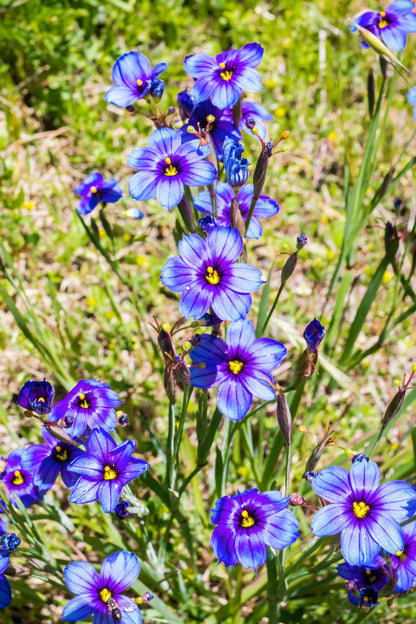 200 BLUE EYED GRASS (Western or Californian) Sisyrinchium Bellum Flower Seeds