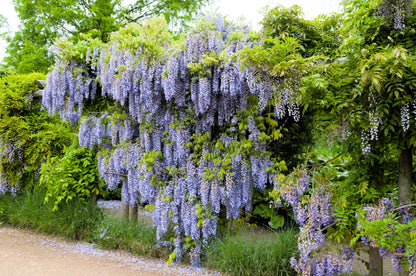 5 JAPANESE WISTERIA Floribunda Flower Purple Ornamental Vine Climber Seeds