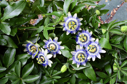 10 Blue Crown PASSION FLOWER / Passion FRUIT Passiflora Caerulea Orange Fruit Vine Seeds