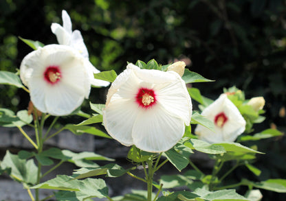 25 Luna WHITE HARDY HIBISCUS Hibiscus Moscheutos Flower Seeds