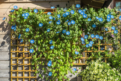 50 Heavenly BLUE MORNING GLORY Ipomoea Tricolor Vine Flower Seeds