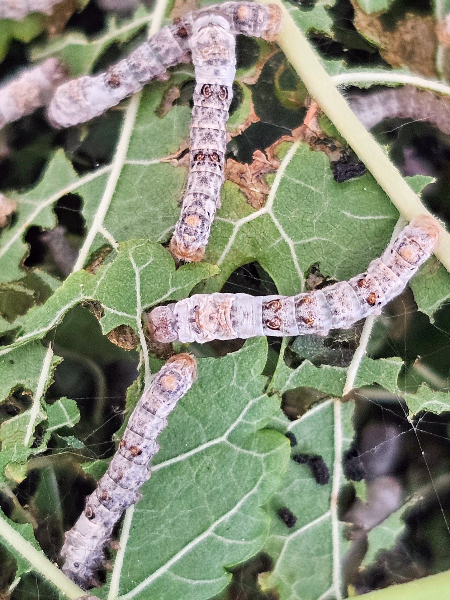 Silkworms